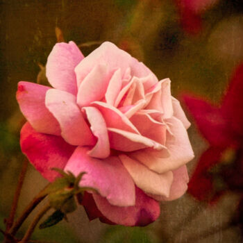 Photography titled "Last Rose of Summer" by Susan Maxwell Schmidt, Original Artwork, Manipulated Photography