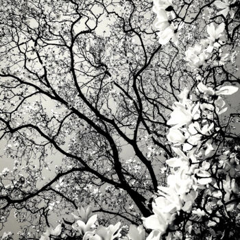 Photography titled "Magnolia Majestique" by Susan Maxwell Schmidt, Original Artwork, Digital Photography