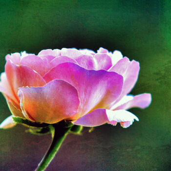 摄影 标题为“Rose in the Sun” 由Susan Maxwell Schmidt, 原创艺术品, 操纵摄影