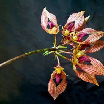 Photography titled "Bulbophyllum A-Dora…" by Susan Maxwell Schmidt, Original Artwork, Digital Photography