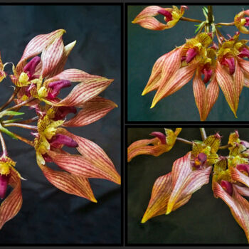 Fotografie getiteld "Bulbophyllum Orchid…" door Susan Maxwell Schmidt, Origineel Kunstwerk, Digitale fotografie