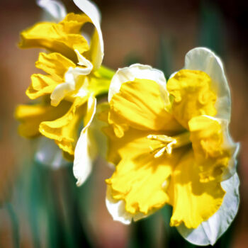 摄影 标题为“Daffodils in the Sun” 由Susan Maxwell Schmidt, 原创艺术品, 非操纵摄影