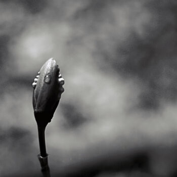 Photographie intitulée "The Rains of Spring" par Susan Maxwell Schmidt, Œuvre d'art originale, Photographie non manipulée