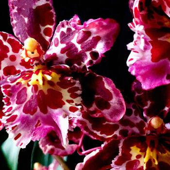 "Wilsonara Orchid 'E…" başlıklı Fotoğraf Susan Maxwell Schmidt tarafından, Orijinal sanat, Dijital Fotoğrafçılık