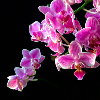 Photographie intitulée "Pink Moth Orchid" par Susan Maxwell Schmidt, Œuvre d'art originale, Photographie numérique