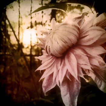 Photography titled ""I Bloom Only for Y…" by Susan Maxwell Schmidt, Original Artwork, Digital Photography