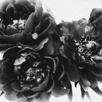 Fotografia zatytułowany „Black Peony Flowers” autorstwa Susan Maxwell Schmidt, Oryginalna praca, Manipulowana fotografia