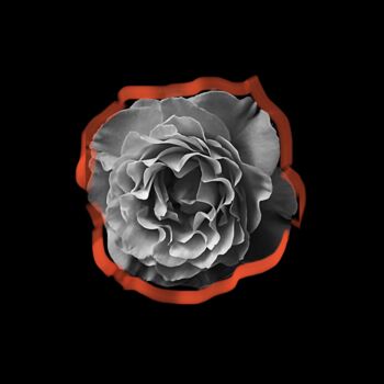 Fotografía titulada "'A red Rose' in bla…" por Suzy D'Evian, Obra de arte original, Fotografía manipulada