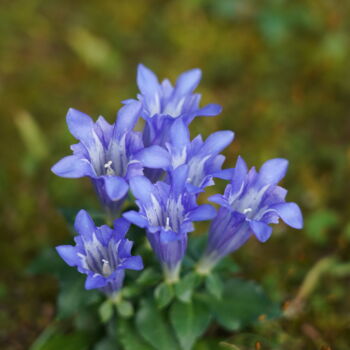 Фотография под названием "The flower bouquet…" - Svalvald Photo, Подлинное произведение искусства, Цифровая фотография