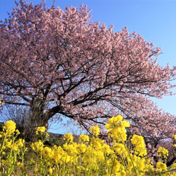 Fotografia intitulada "Kawazu cherry bloss…" por Svalvald Photo, Obras de arte originais, Fotografia digital