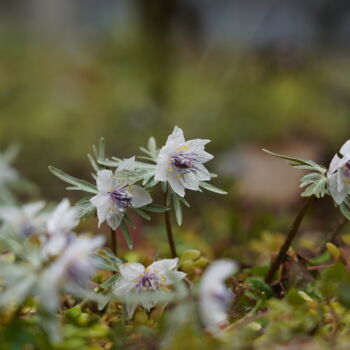 Fotografie mit dem Titel "Double-flowered Set…" von Svalvald Photo, Original-Kunstwerk, Digitale Fotografie