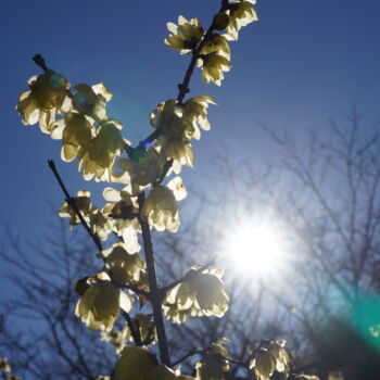 Fotografie getiteld "Winter sweet blooms…" door Svalvald Photo, Origineel Kunstwerk, Digitale fotografie