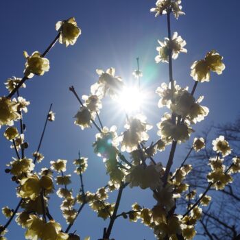 Photographie intitulée "Winter sweet blooms…" par Svalvald Photo, Œuvre d'art originale, Photographie numérique