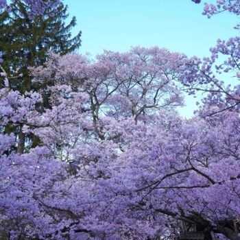 Photographie intitulée "Cherry blossoms in…" par Svalvald Photo, Œuvre d'art originale, Photographie numérique