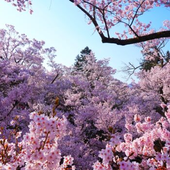 Fotografía titulada "Cherry blossoms in…" por Svalvald Photo, Obra de arte original, Fotografía digital