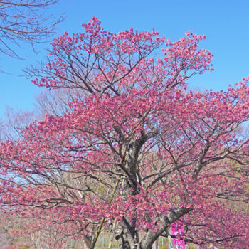 Fotografie mit dem Titel "Izu-toizakura bloom…" von Svalvald Photo, Original-Kunstwerk, Digitale Fotografie