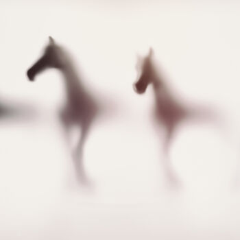 Photography titled "WILD LENS - HORSES…" by Sven Pfrommer, Original Artwork, Analog Print Mounted on Aluminium