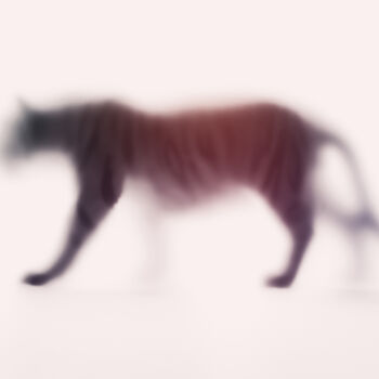 Photography titled "WILD LENS - TIGER" by Sven Pfrommer, Original Artwork, Analog Print Mounted on Aluminium