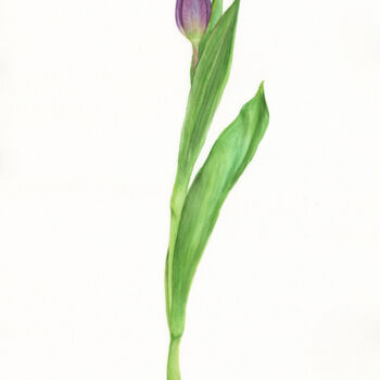 Painting titled "Purple tulip" by Svitlana Yanyeva, Original Artwork, Watercolor