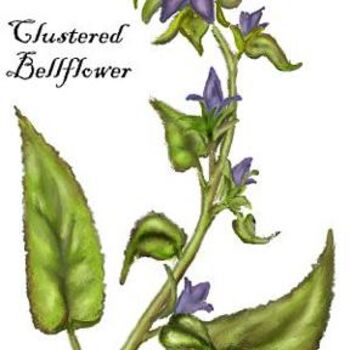 Dibujo titulada "Clustered Bellflower" por Sybille Sterk, Obra de arte original