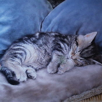 Painting titled "Chaton endormi" by Sylvie Geneste, Original Artwork, Pastel