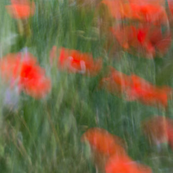 Photography titled "Coquelicots" by Sylphotoevenement, Original Artwork, Digital Photography