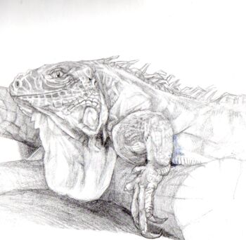 Disegno intitolato "Iguane" da Sylvère Dusong, Opera d'arte originale, Matita