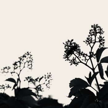 Photographie intitulée "The Wild Vine" par Sylvestre Bonnet, Œuvre d'art originale, Photographie numérique