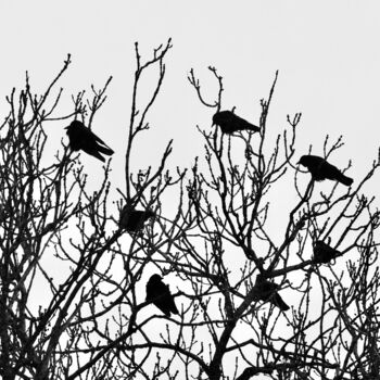 Photographie intitulée "The Crows" par Sylvestre Bonnet, Œuvre d'art originale, Photographie non manipulée