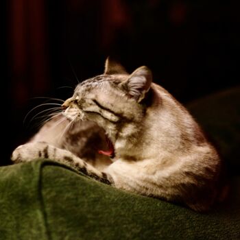 Photography titled "The Cat I" by Sylvestre Bonnet, Original Artwork, Non Manipulated Photography