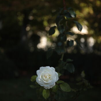 Photography titled "Provençal Rose" by Sylvia Haghjoo, Original Artwork, Digital Photography