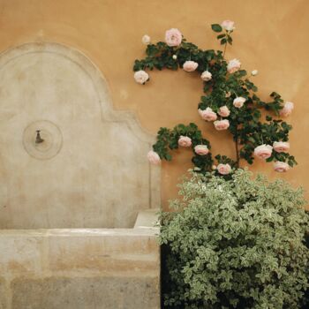 Photographie intitulée "Provençal rose gard…" par Sylvia Haghjoo, Œuvre d'art originale, Photographie numérique