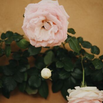 Fotografía titulada "La vie en rose" por Sylvia Haghjoo, Obra de arte original, Fotografía digital