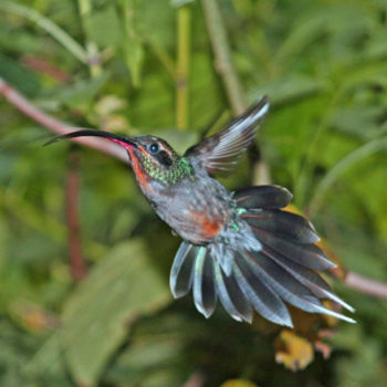 Photography titled "colibri-Costa Rica" by Sylvie Bedert-Duchauffour, Original Artwork, Digital Photography
