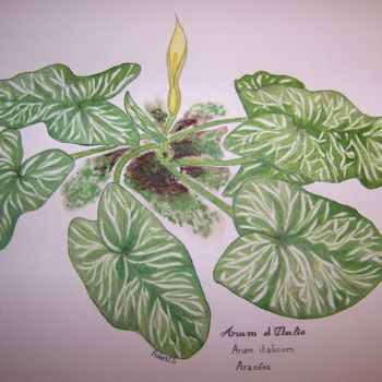 Drawing titled "Arum d'Italie" by Sylvie Léandre, Original Artwork, Ink