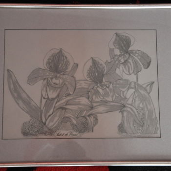 Drawing titled "orchidées Sabot de…" by Sylvie Léandre, Original Artwork, Graphite