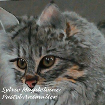 Painting titled "Chat Mainecoon" by Sylvie Magdeleine, Original Artwork, Pastel