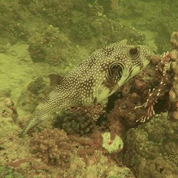 Photography titled "Whitespotted puffer…" by Alex Bao, Original Artwork