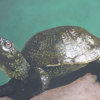 Disegno intitolato "La tortue cistude" da Symélia Art, Opera d'arte originale, Pastello