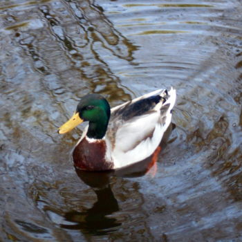 Photography titled "the duck" by Tom Schrijver, Original Artwork