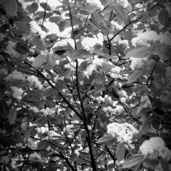 Photographie intitulée "branch with leaves…" par Tom Schrijver, Œuvre d'art originale