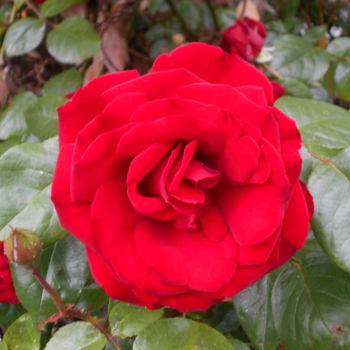 Fotografia zatytułowany „rose” autorstwa Tom Schrijver, Oryginalna praca