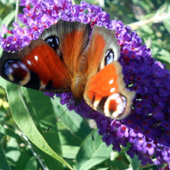 Fotografia zatytułowany „butterfly” autorstwa Tom Schrijver, Oryginalna praca