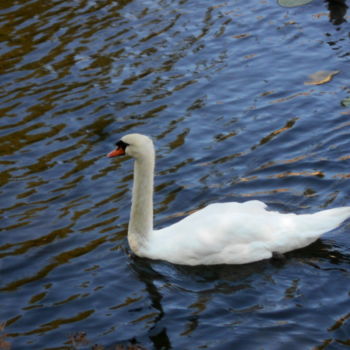 Fotografia intitolato "swan" da Tom Schrijver, Opera d'arte originale