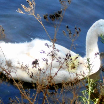 Photographie intitulée "young swan" par Tom Schrijver, Œuvre d'art originale