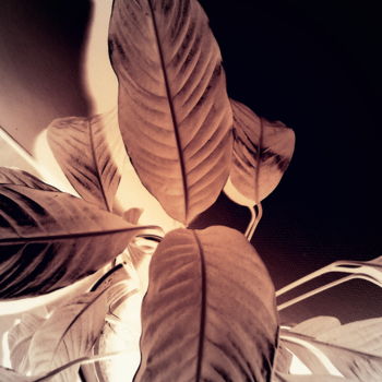 Φωτογραφία με τίτλο "leaves in the dark" από Tom Schrijver, Αυθεντικά έργα τέχνης