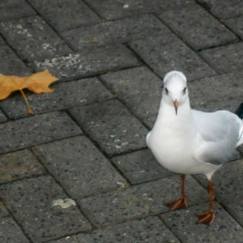 Photography titled "gull with leaf" by Tom Schrijver, Original Artwork