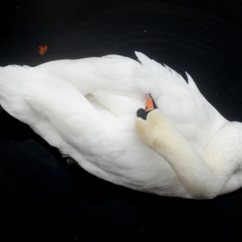 Fotografie mit dem Titel "swan" von Tom Schrijver, Original-Kunstwerk