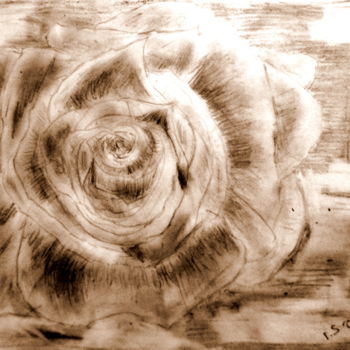Desenho intitulada "rose" por Tom Schrijver, Obras de arte originais, Lápis