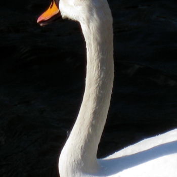 Fotografie getiteld "swan" door Tom Schrijver, Origineel Kunstwerk